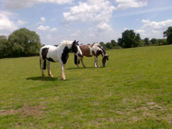 Retirement Livery services at Balterley Stables