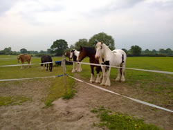 Retirement Livery services at Balterley Stables