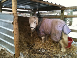 Retirement Livery services at Balterley Stables