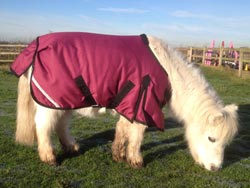 Retirement Livery services at Balterley Stables