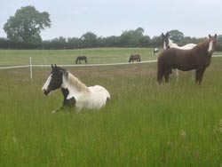 Retirement Livery services at Balterley Stables