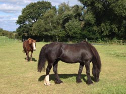 Retirement Livery services at Balterley Stables