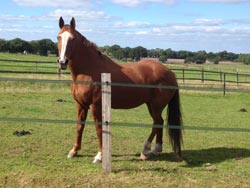 Retirement Livery services at Balterley Stables