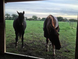 Retirement Livery services at Balterley Stables