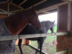Retirement Livery services at Balterley Stables