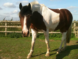 Retirement Livery services at Balterley Stables