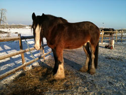 Retirement Livery services at Balterley Stables