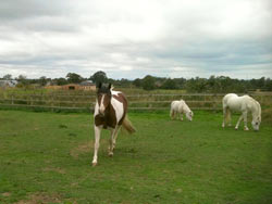 Retirement Livery services at Balterley Stables
